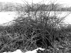 black and white bush