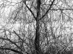 b&w tree